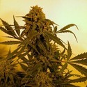 Guillotine Auto (French Touch Seeds) Feminiserade