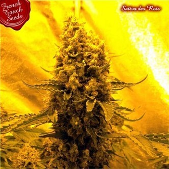 Sativa Des Rois (French Touch Seeds) feminiserade
