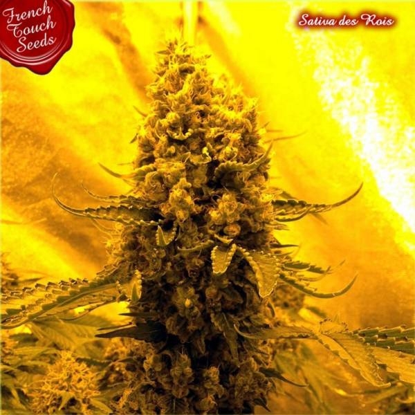 Sativa des rois (French Touch Seeds) Feminiserade
