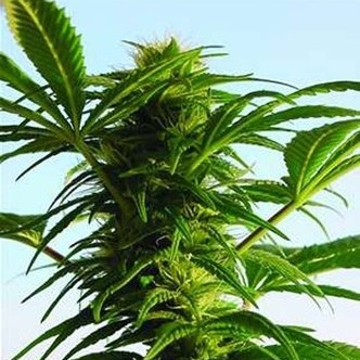 Mega Power Plant (Spliff Seeds) feminiserade
