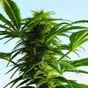 Mega Power Plant (Spliff Seeds) Feminiserade