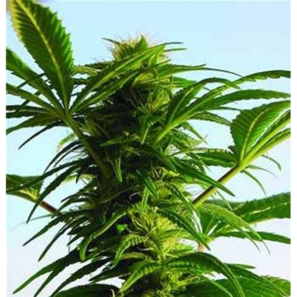 Mega Power Plant (Spliff Seeds) Feminiserade