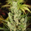 Amnesia Haze (Soma Seeds) Feminiserade