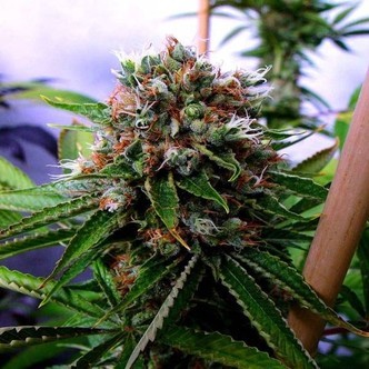 Buddha's Sister (Soma Seeds) feminiserade
