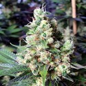 NYC Diesel (Soma Seeds) Feminiserade