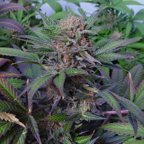 Somango (Soma Seeds) Feminiserade