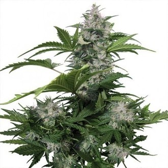 White Dwarf (Buddha Seeds) Feminiserade