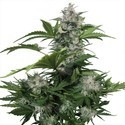 White Dwarf (Buddha Seeds) Feminiserade