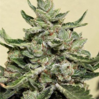White Dwarf (Buddha Seeds) Feminiserade
