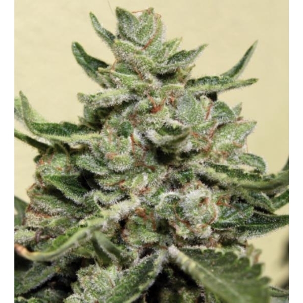 White Dwarf (Buddha Seeds) Feminiserade