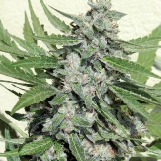 White Dwarf (Buddha Seeds) Feminiserade
