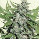 White Dwarf (Buddha Seeds) Feminiserade