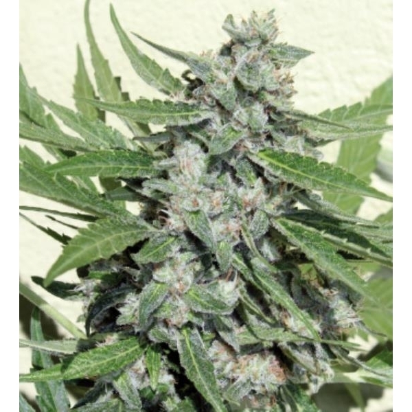 White Dwarf (Buddha Seeds) Feminiserade