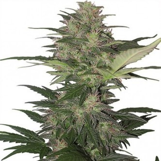 Red Dwarf (Buddha Seeds) feminiserade