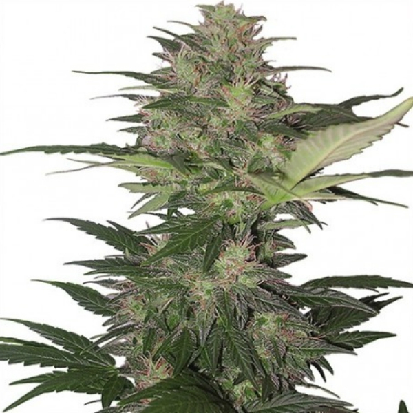 Red Dwarf Auto (Buddha Seeds) Feminiserade