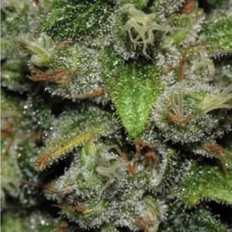 Red Dwarf Auto (Buddha Seeds) Feminiserade