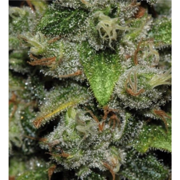 Red Dwarf Auto (Buddha Seeds) Feminiserade