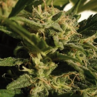 Red Dwarf Auto (Buddha Seeds) Feminiserade