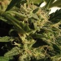Red Dwarf Auto (Buddha Seeds) Feminiserade