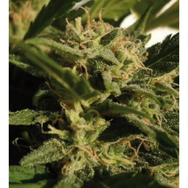 Red Dwarf Auto (Buddha Seeds) Feminiserade