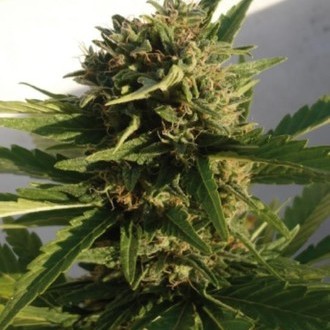 Red Dwarf Auto (Buddha Seeds) Feminiserade