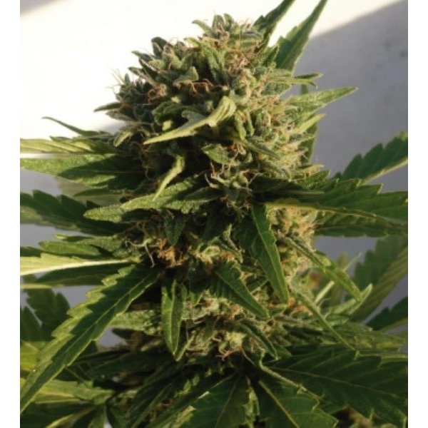 Red Dwarf Auto (Buddha Seeds) Feminiserade