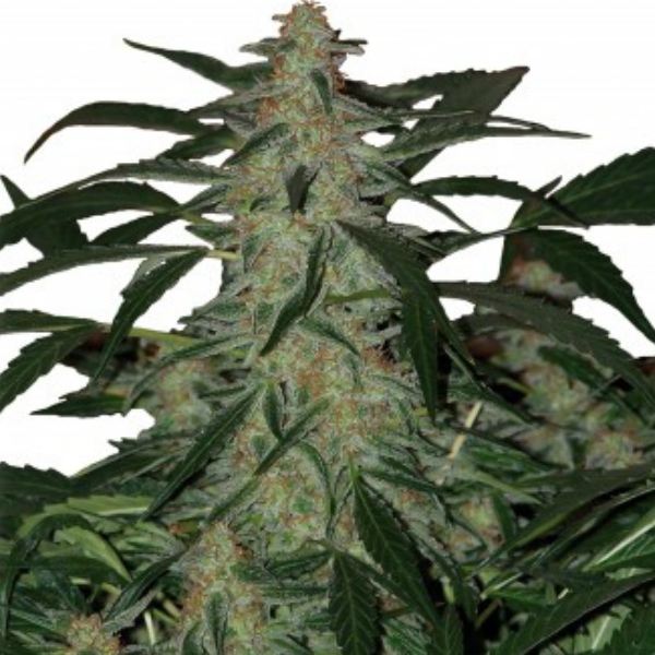 Deimos Auto (Buddha Seeds) Feminiserade
