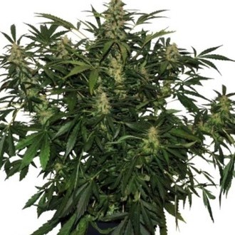 Deimos Auto (Buddha Seeds) Feminiserade