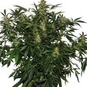 Deimos Auto (Buddha Seeds) Feminiserade
