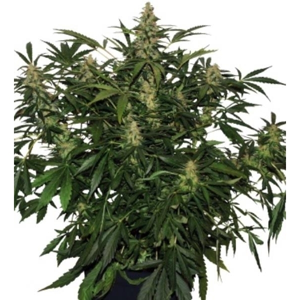 Deimos Auto (Buddha Seeds) Feminiserade