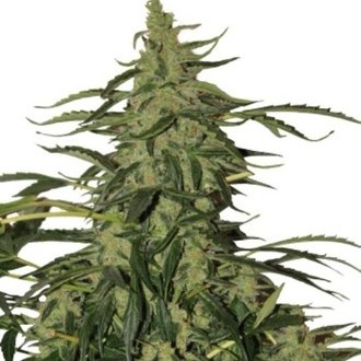 Deimos Auto (Buddha Seeds) Feminiserade