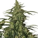 Deimos Auto (Buddha Seeds) Feminiserade