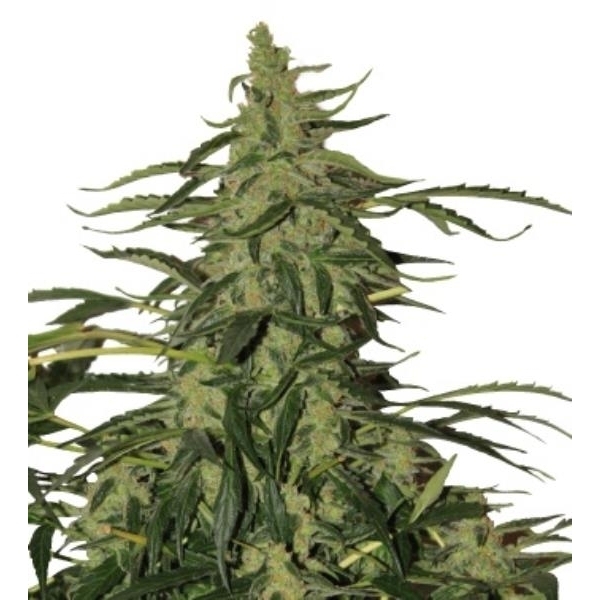 Deimos Auto (Buddha Seeds) Feminiserade