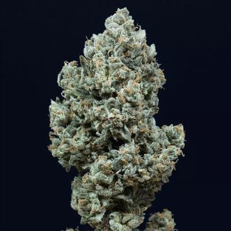 Critical+ 2.0 Autoflower (Silent Seeds) feminiserade cannabisfr&ouml;n
