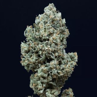 Critical+ 2.0 Autoflower (Silent Seeds) Feminiserade
