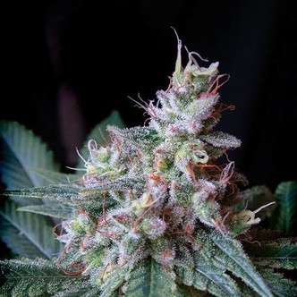 Cream Caramel &ndash; F1 Fast Version (Sweet Seeds) feminiserade