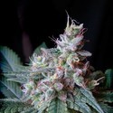 Cream Caramel – F1 Fast Version (Sweet Seeds) Feminiserade