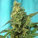 Green Poison – F1 Fast Version (Sweet Seeds) Feminiserade
