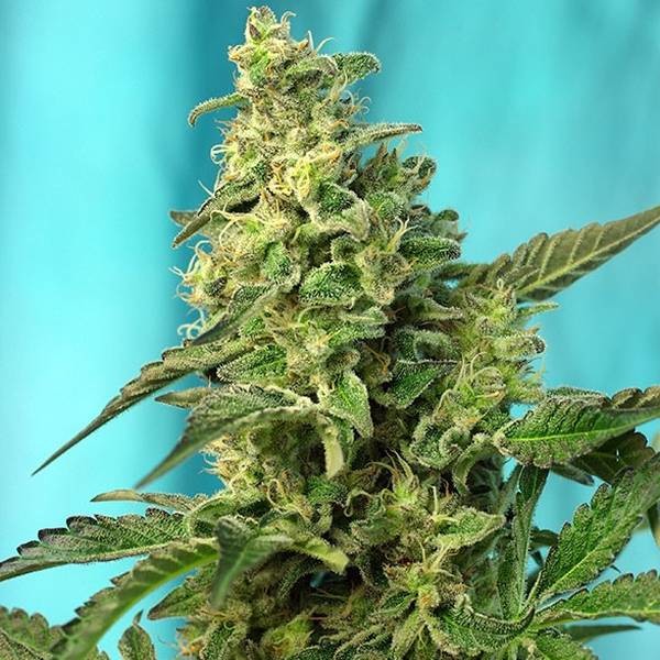 Green Poison – F1 Fast Version (Sweet Seeds) Feminiserade