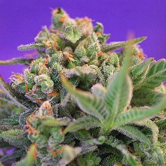 Sweet Cheese - F1 Fast Version (Sweet Seeds) Feminiserade