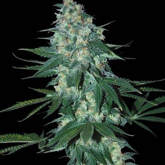 El Alquimista (Samsara Seeds) Feminiserade