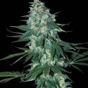 El Alquimista (Samsara Seeds) Feminiserade