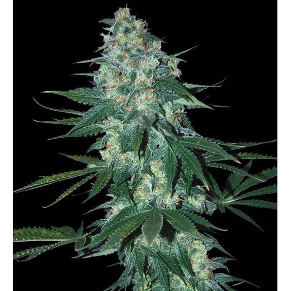 El Alquimista (Samsara Seeds) Feminiserade