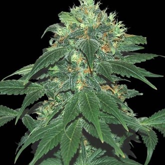 Punky Lion (Samsara Seeds) Feminiserade