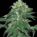 Punky Lion (Samsara Seeds) Feminiserade