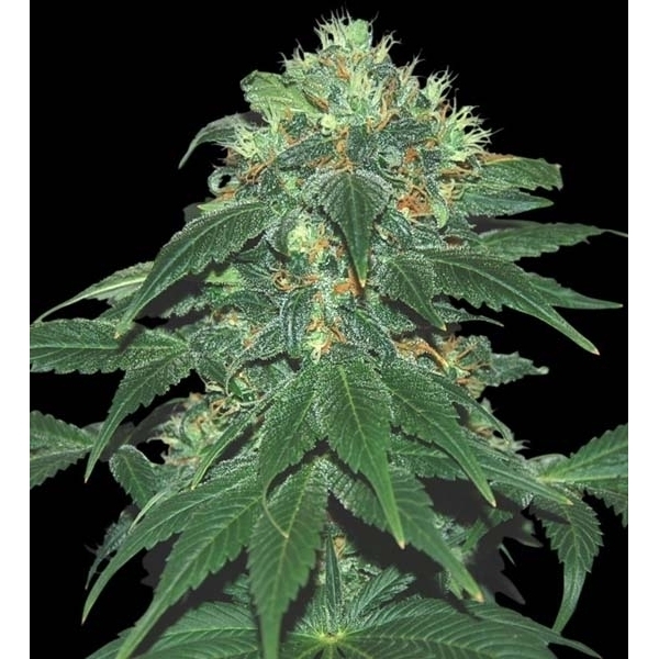 Punky Lion (Samsara Seeds) Feminiserade