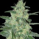 Holy Grail 69 (Samsara Seeds) Feminiserade