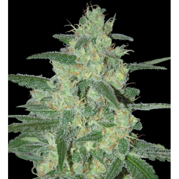 Holy Grail 69 (Samsara Seeds) Feminiserade