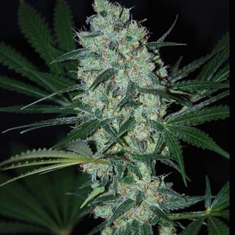 Green Love Potion (Samsara Seeds) feminiserade