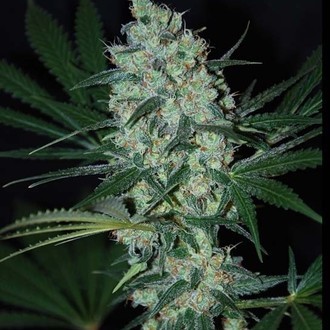 Green Love Potion (Samsara Seeds) Feminiserade